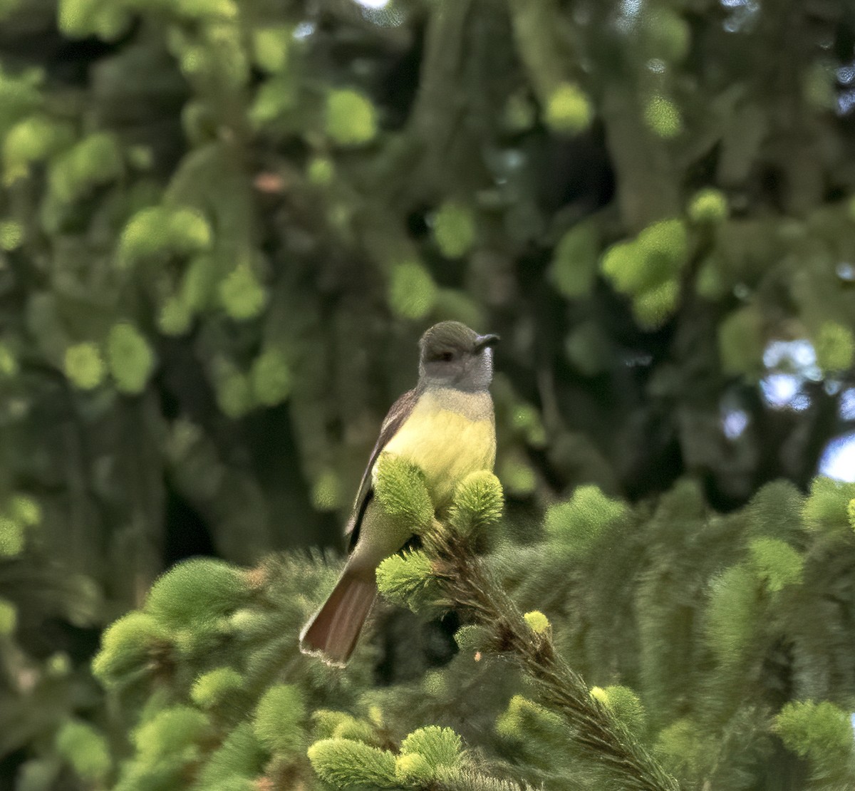 Great Crested Flycatcher - ML237487551