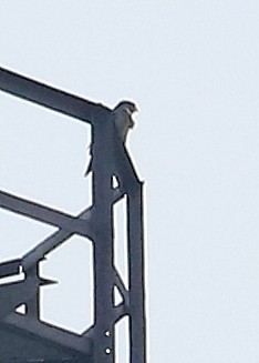 Peregrine Falcon (North American) - ML237488511