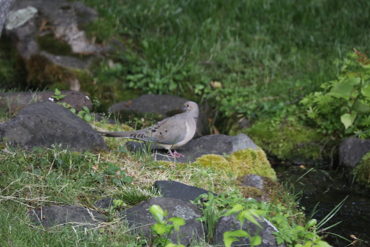 Mourning Dove - ML237489361