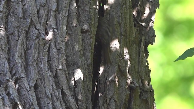 Short-toed Treecreeper - ML237490881