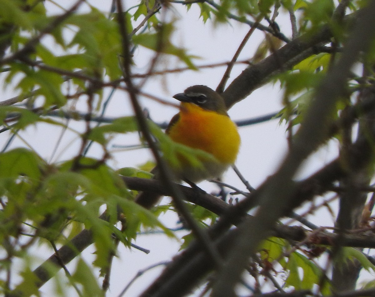 Yellow-breasted Chat - ML237491331