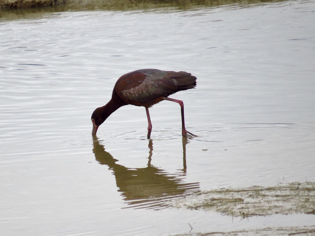 White-faced Ibis - ML237491511