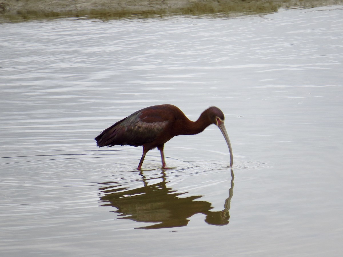 ibis americký - ML237491571