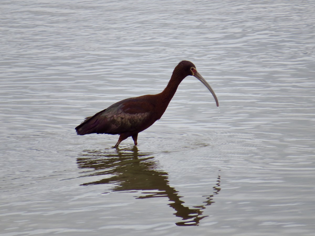 ibis americký - ML237491581