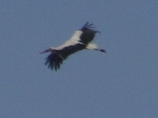 White Stork - ML237492531