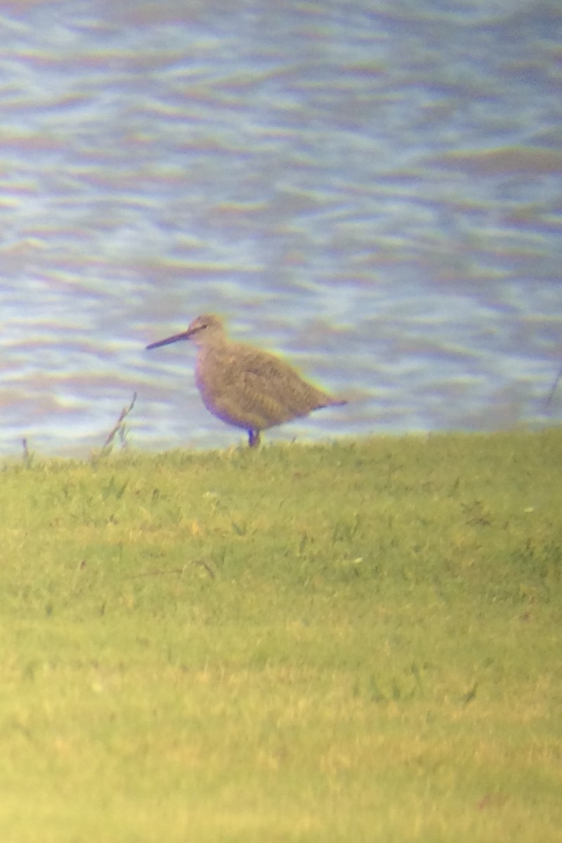 Willet - ML237496761
