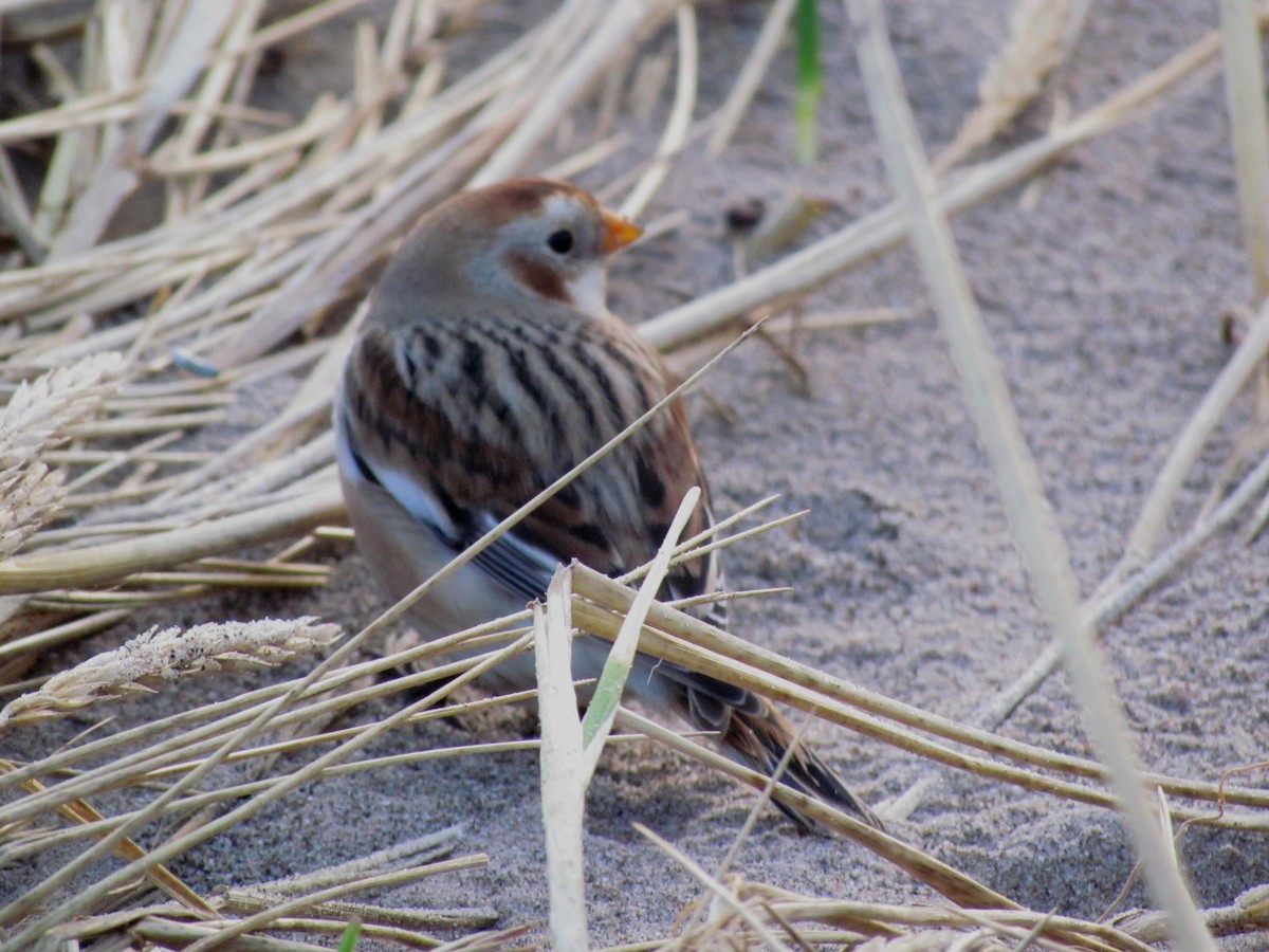 Snow Bunting - Bruce Kerr