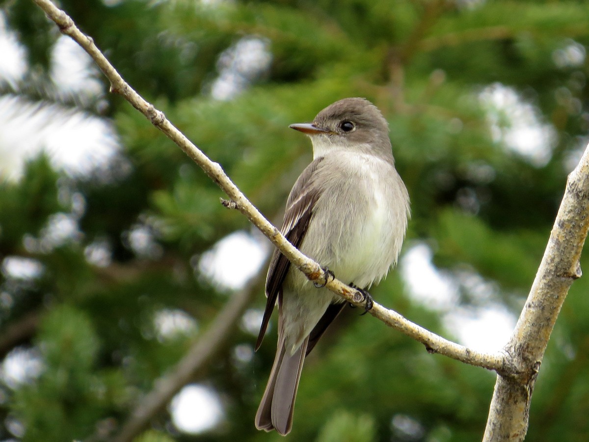 Western Wood-Pewee - Asher  Warkentin