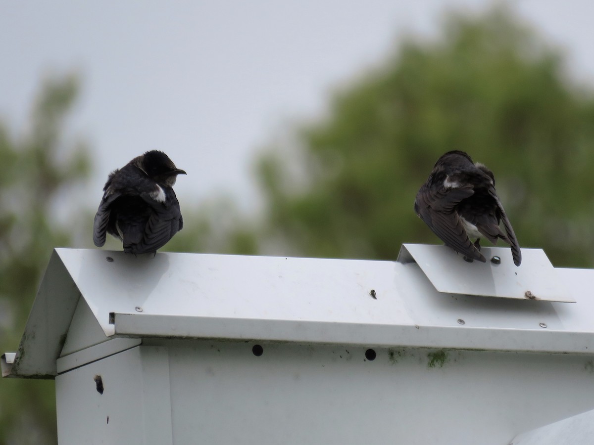 Purple Martin - ML237497941