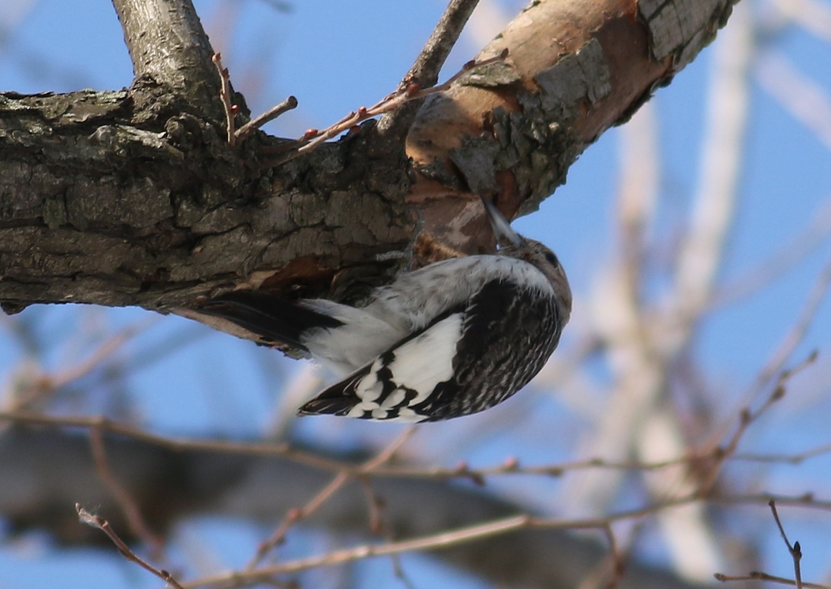 Red-headed Woodpecker - ML23749851