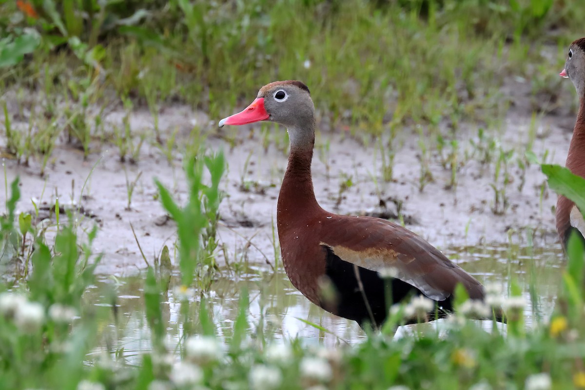 Black-bellied Whistling-Duck - Doug Hommert