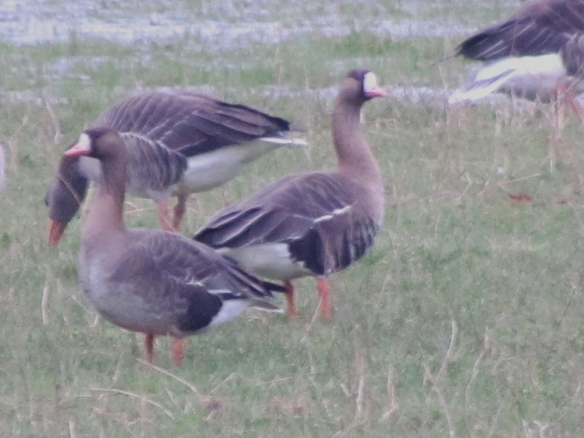 Greater White-fronted Goose (Eurasian) - ML23750091