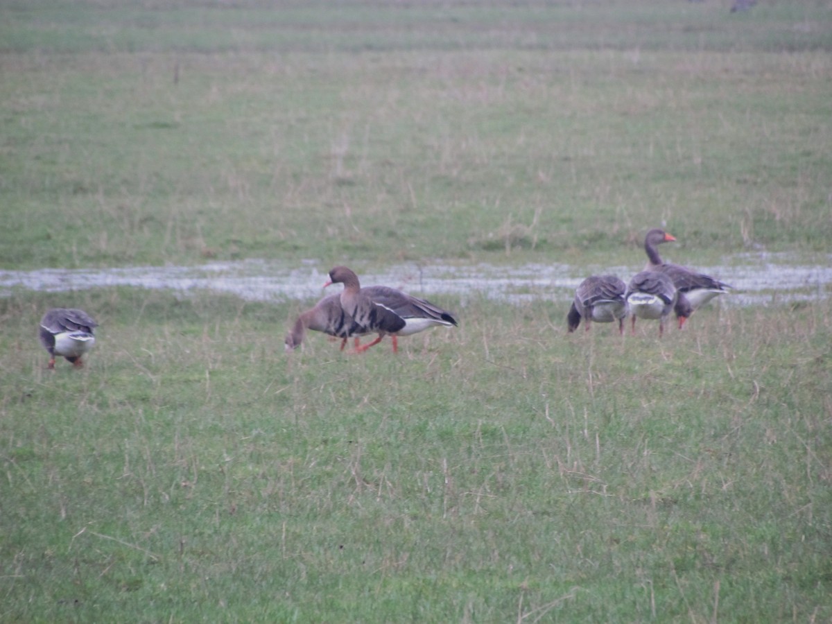 husa běločelá (ssp. albifrons) - ML23750121