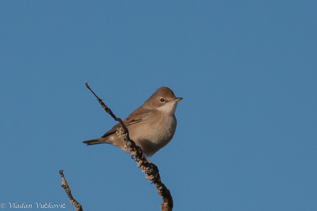 Greater Whitethroat - ML23750171