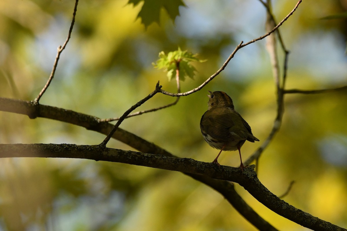 Ovenbird - Nancy Wilcox