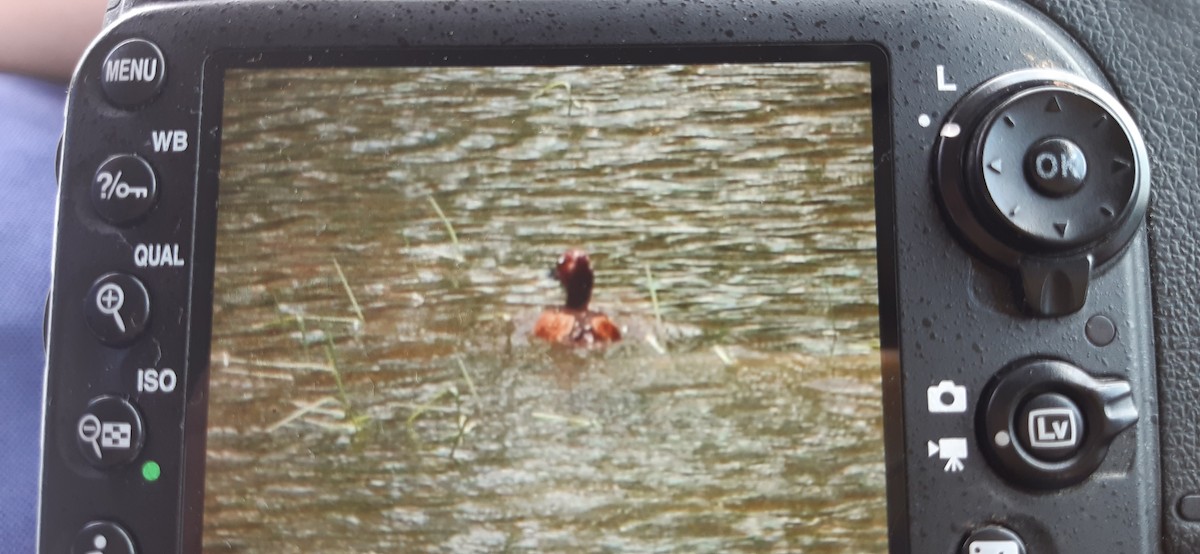 Ferruginous Duck - ML237502971