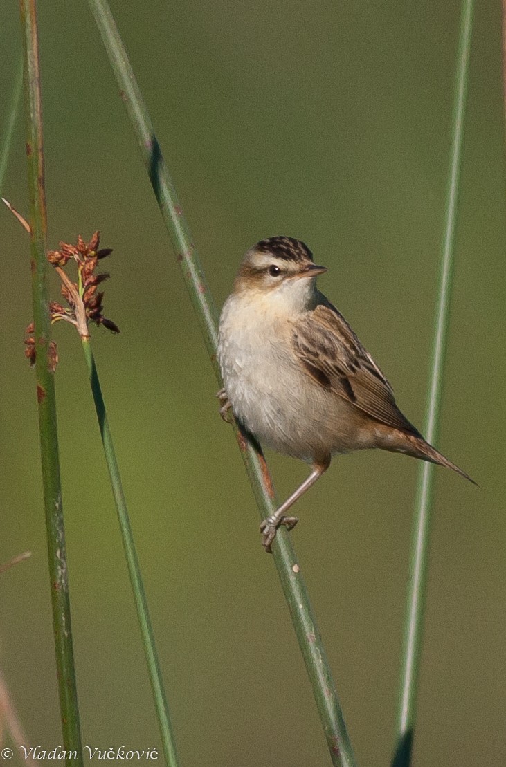 Sedge Warbler - ML23750441