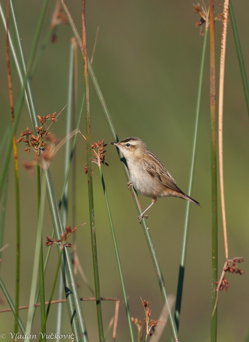 Sedge Warbler - Vladan Vuckovic