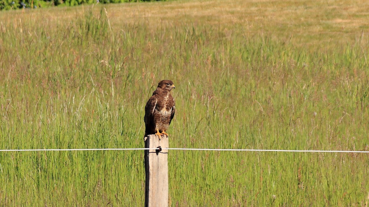 Common Buzzard - ML237504761