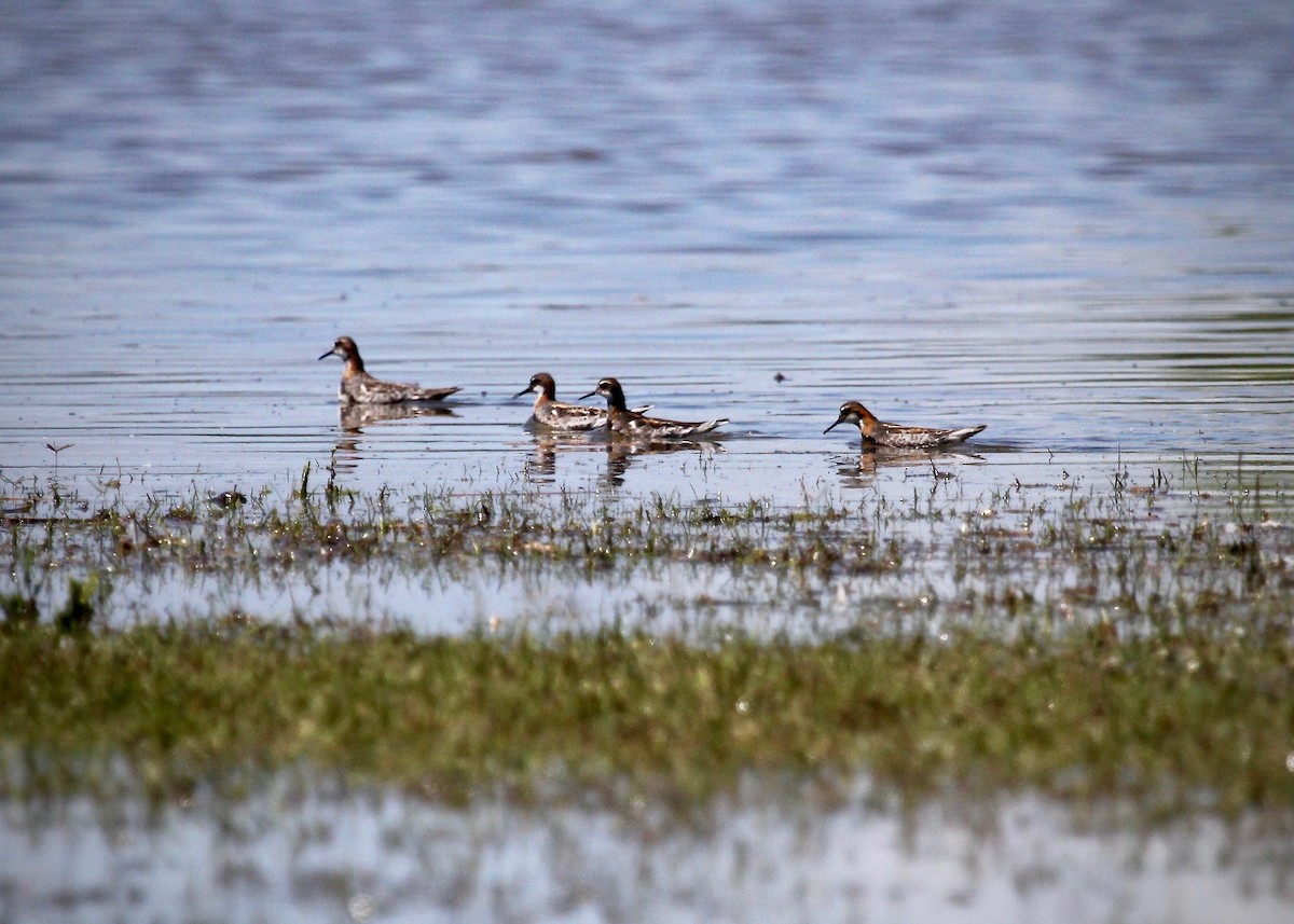 Red-necked Phalarope - ML237505711