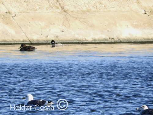 Bufflehead - ML23750701