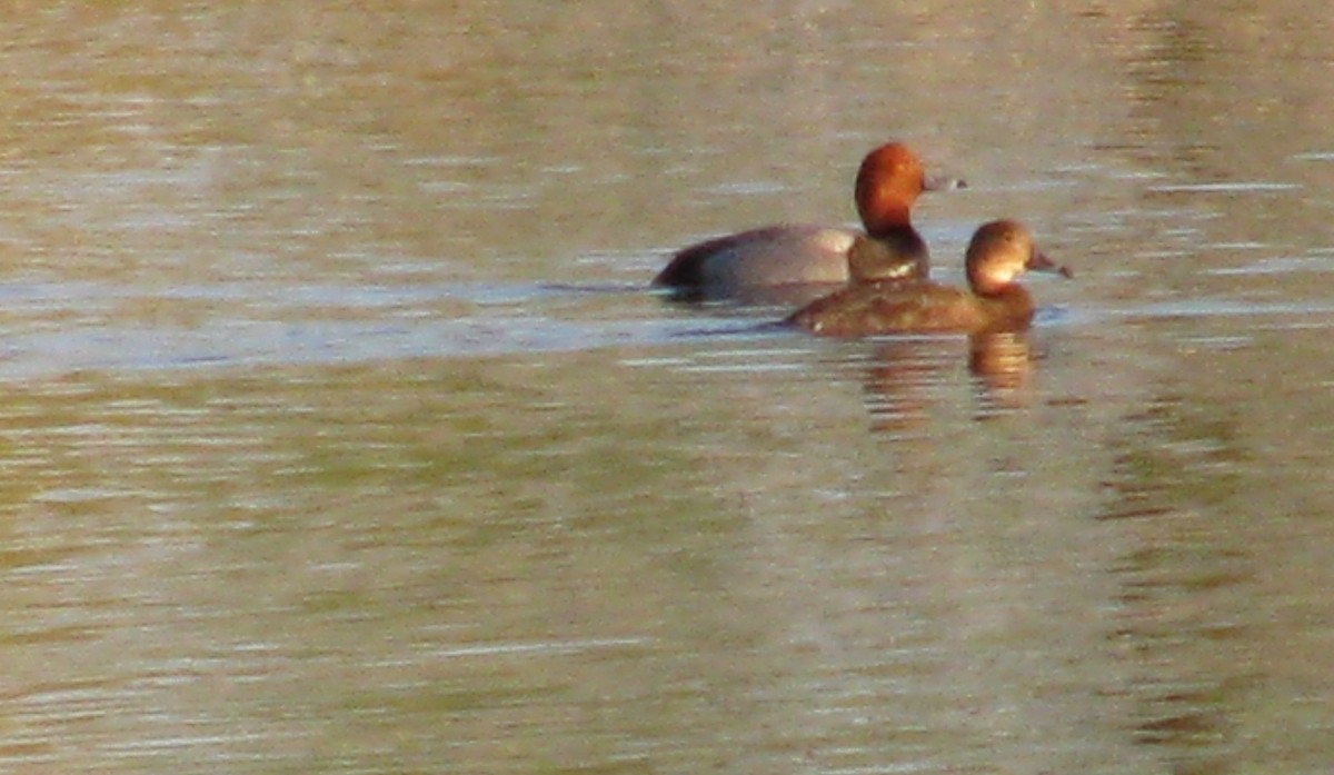 Redhead - Greg Larson