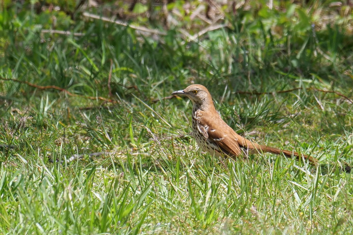 Brown Thrasher - ML237507991