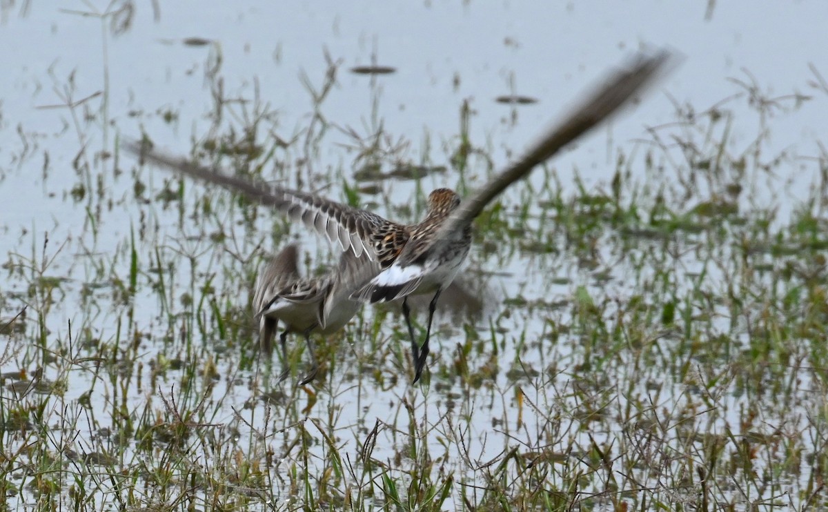 White-rumped Sandpiper - Ann Stinely