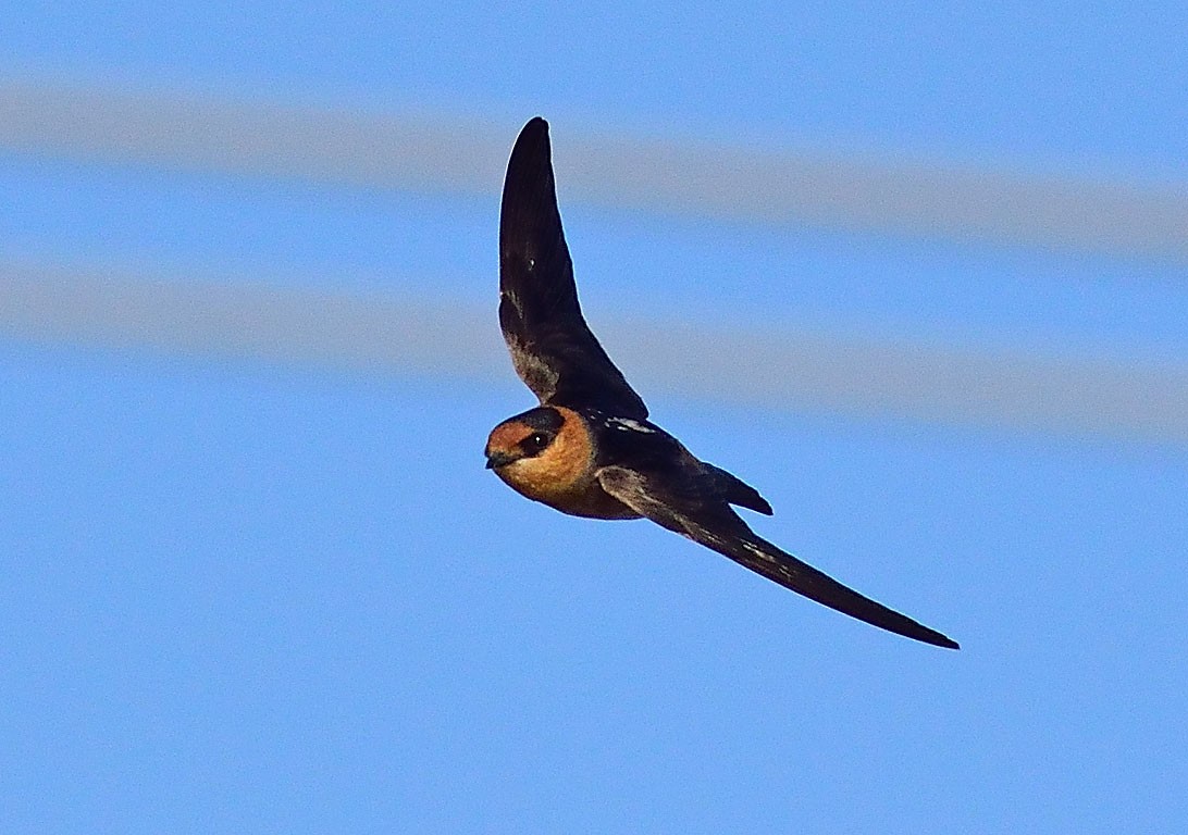 Cave Swallow - ML237509141