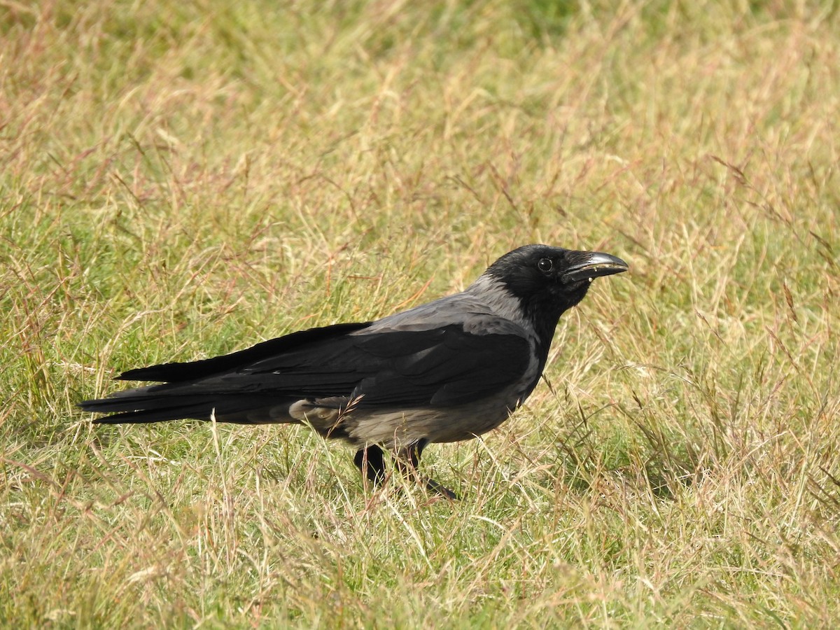 Carrion x Hooded Crow (hybrid) - ML237514601