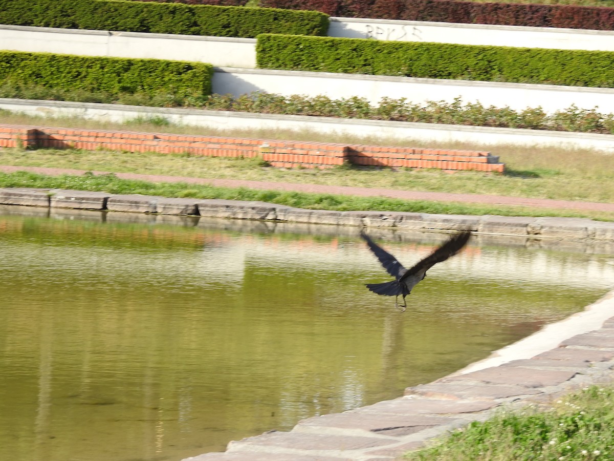 Carrion x Hooded Crow (hybrid) - ML237514611