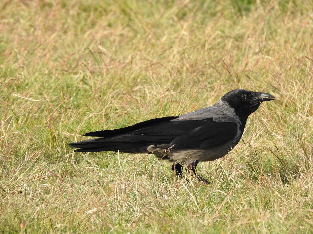 Carrion x Hooded Crow (hybrid) - ML237514621