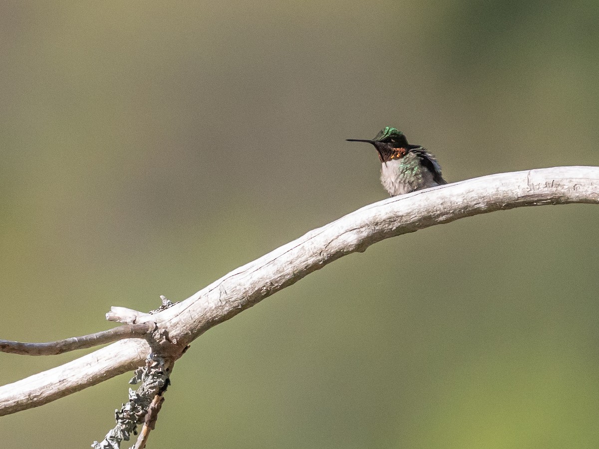 Colibrí Gorjirrubí - ML237514711