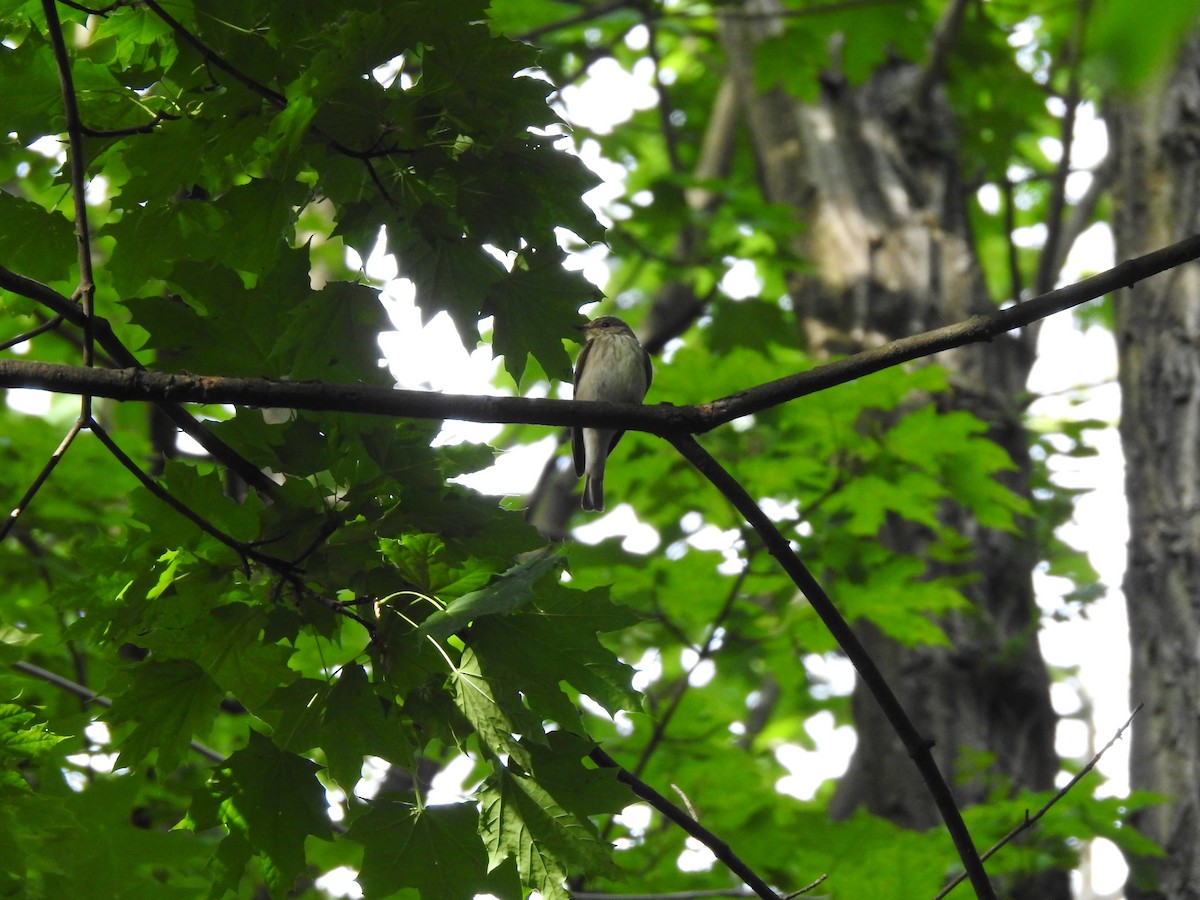 Spotted Flycatcher - ML237514811