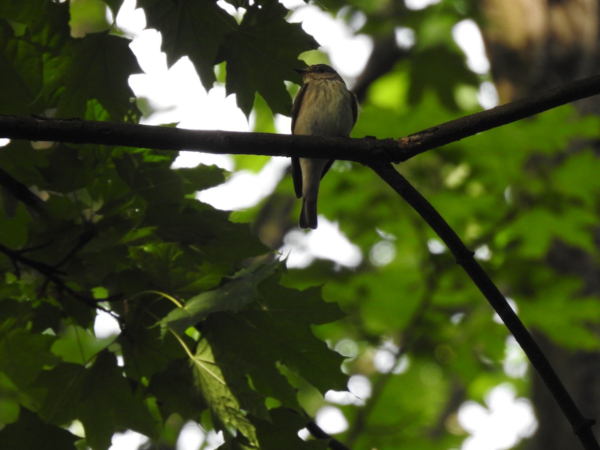 Spotted Flycatcher - ML237514821