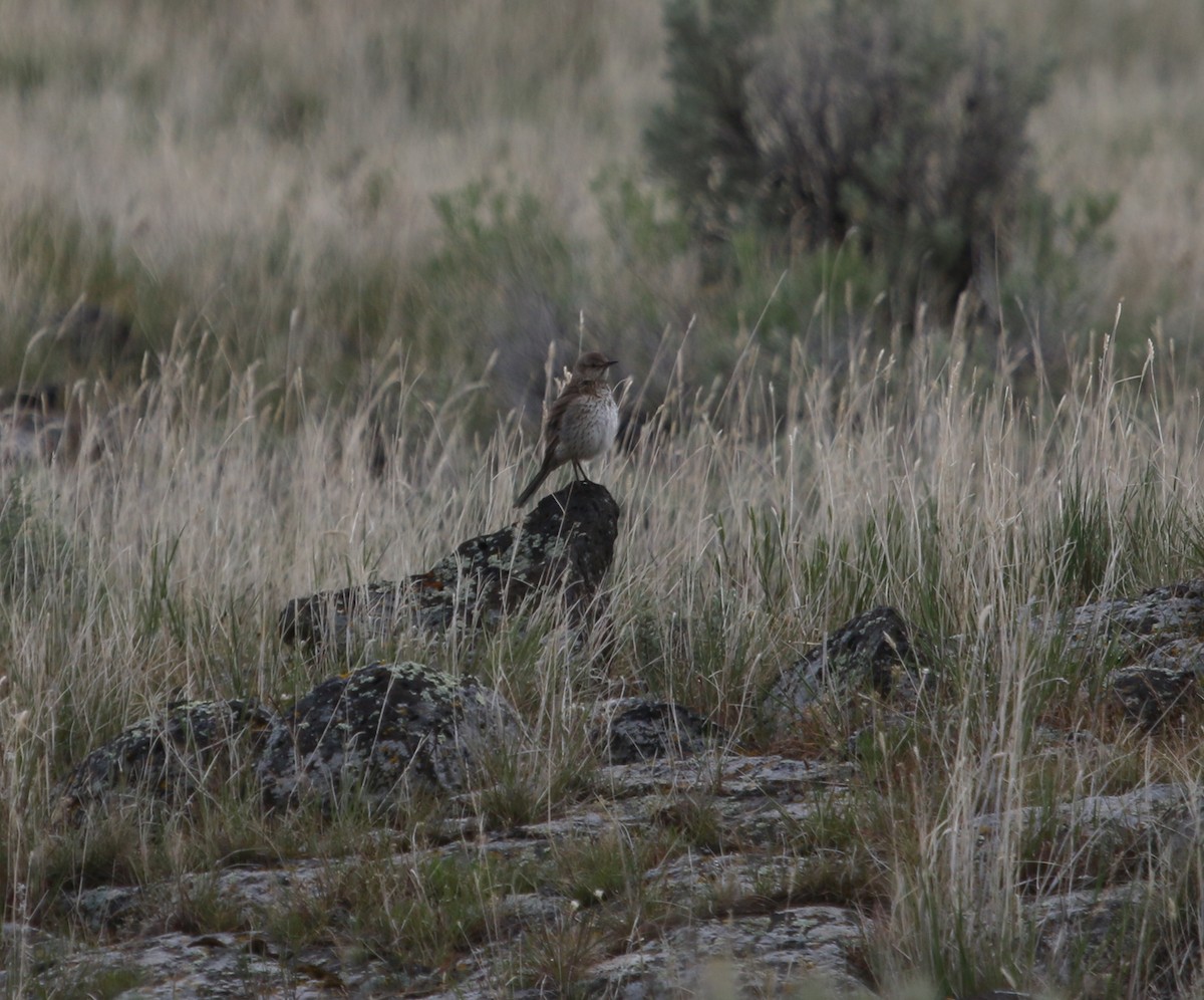 Sage Thrasher - Troy Hansel