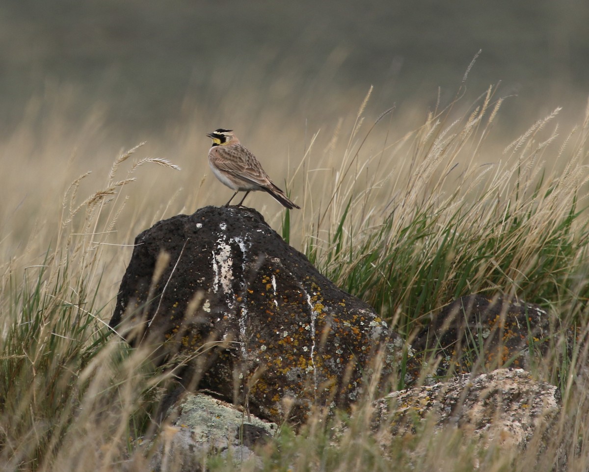 Horned Lark - ML237515451