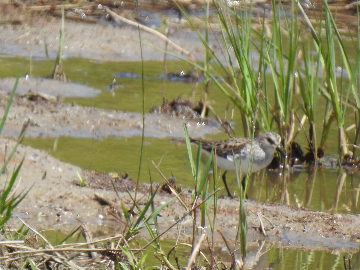 Semipalmated Sandpiper - Mary McKitrick