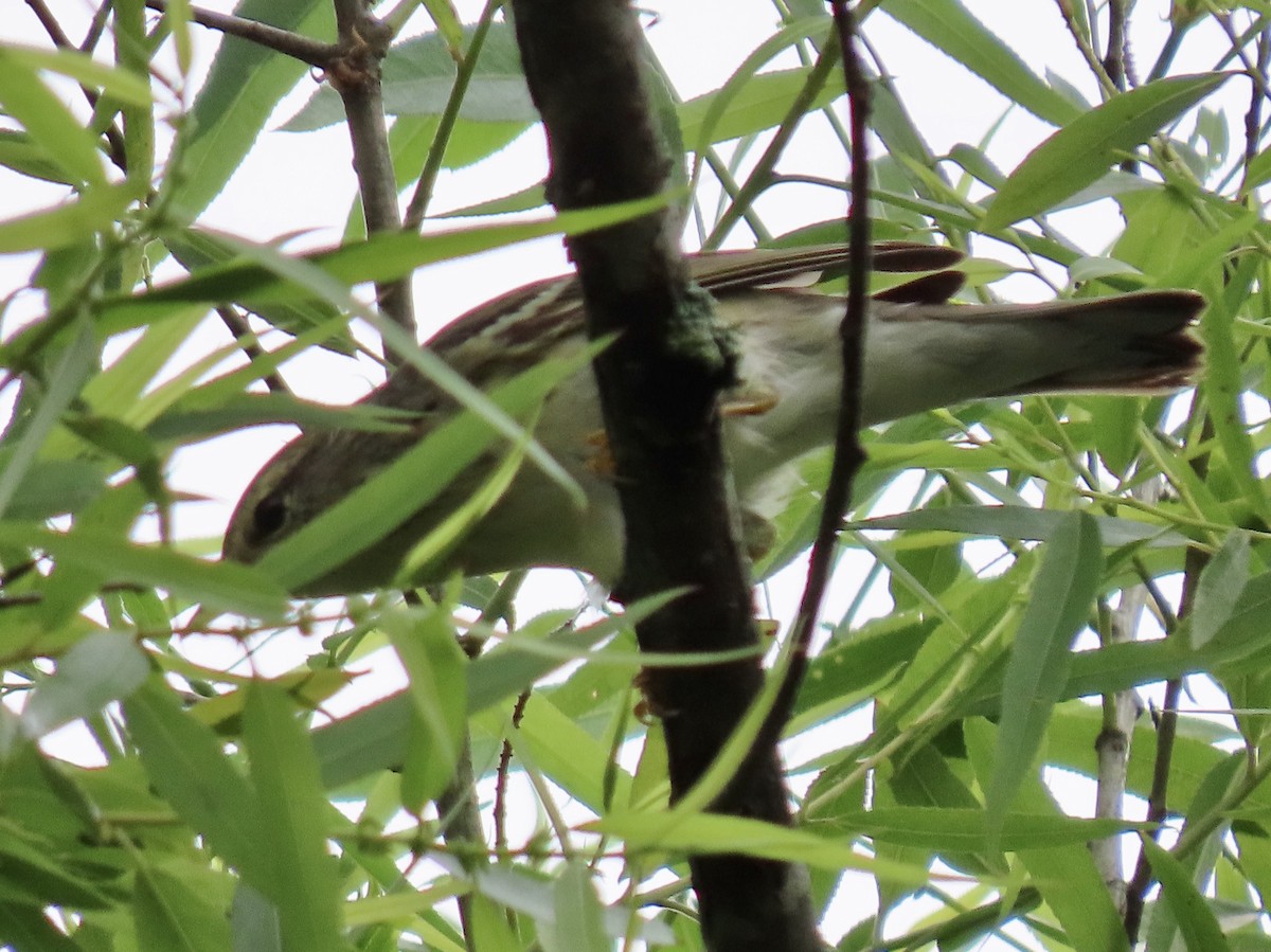 Blackpoll Warbler - ML237524301