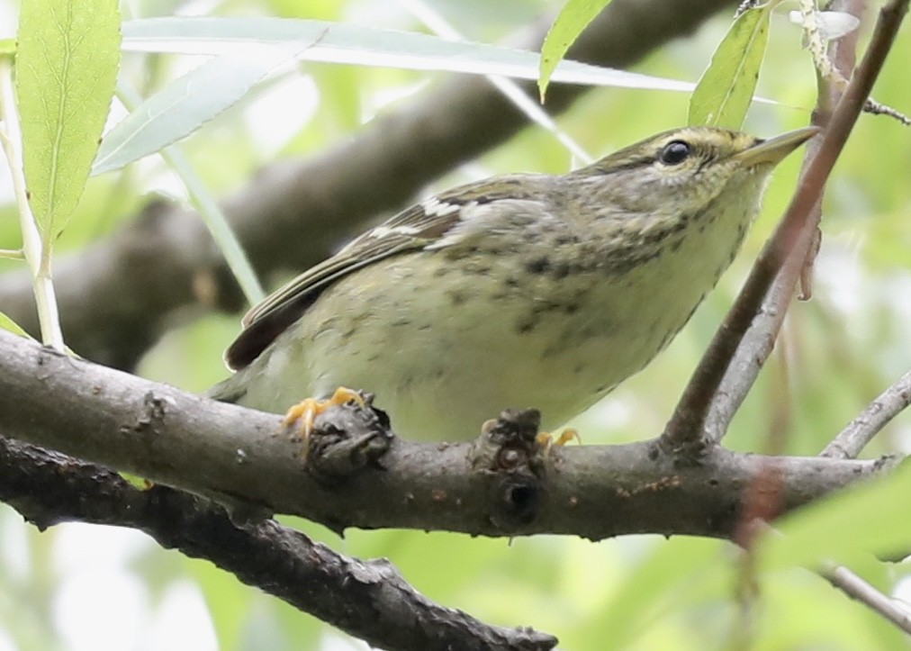 Blackpoll Warbler - ML237524671