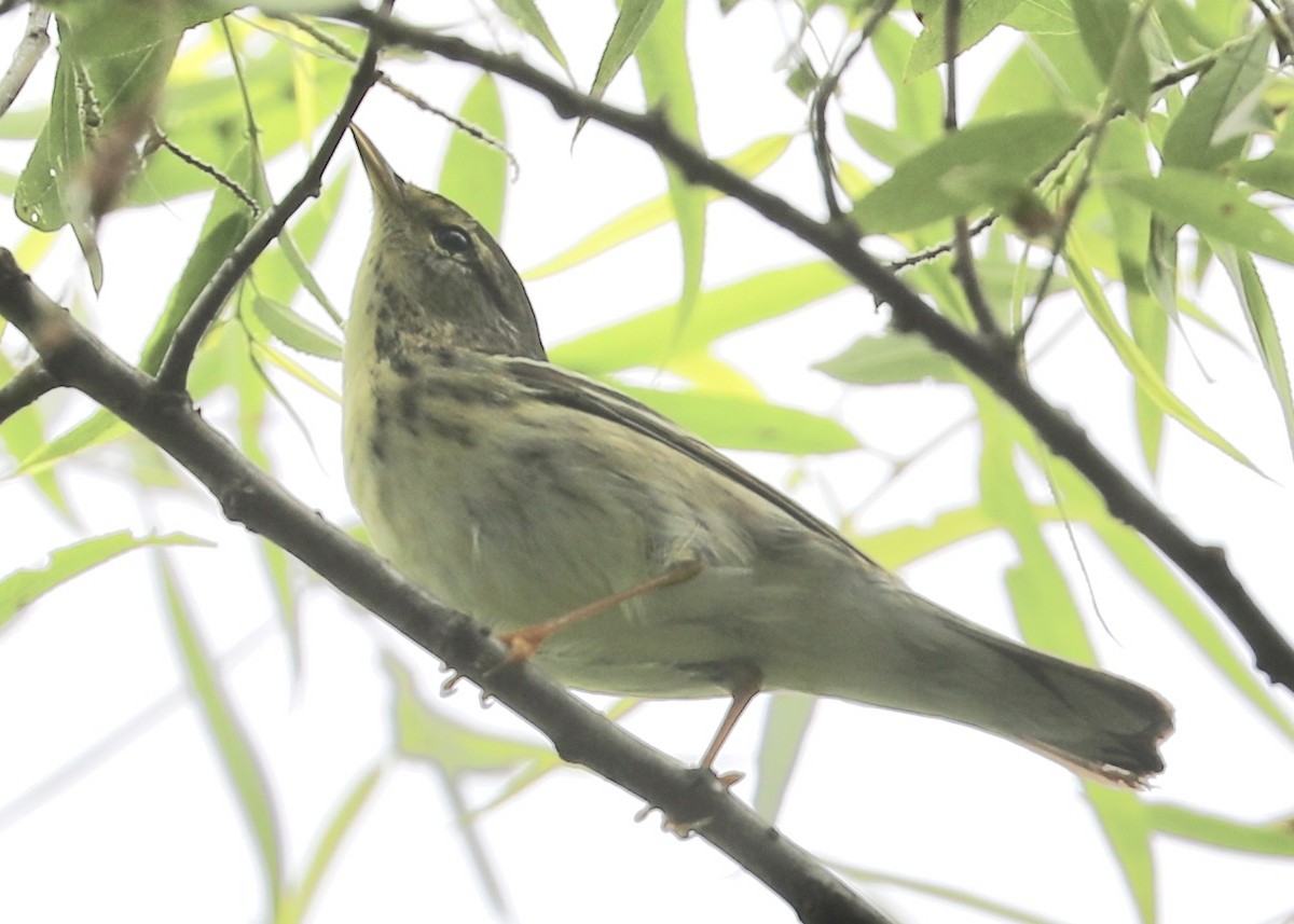 Blackpoll Warbler - ML237524791