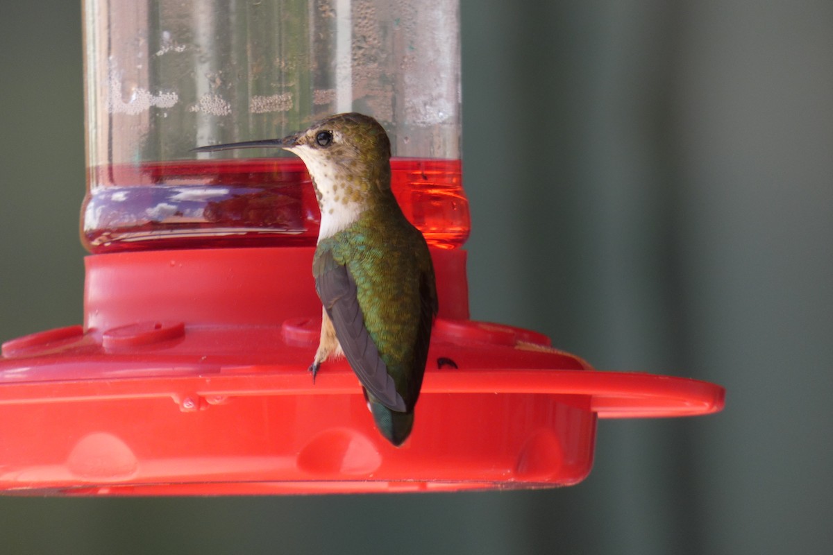 Calliope Hummingbird - ML237525021
