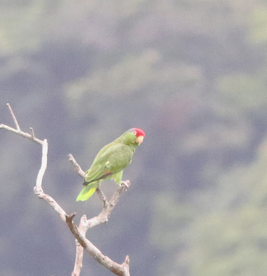 Red-crowned Parrot - Jorge Montejo