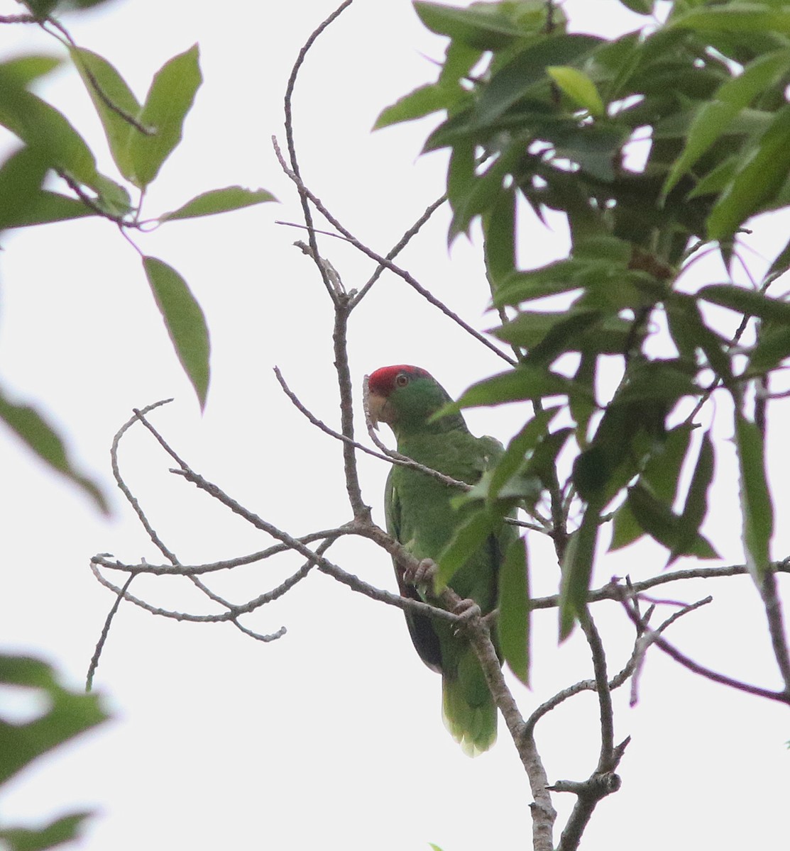 メキシコアカボウシインコ - ML237527591