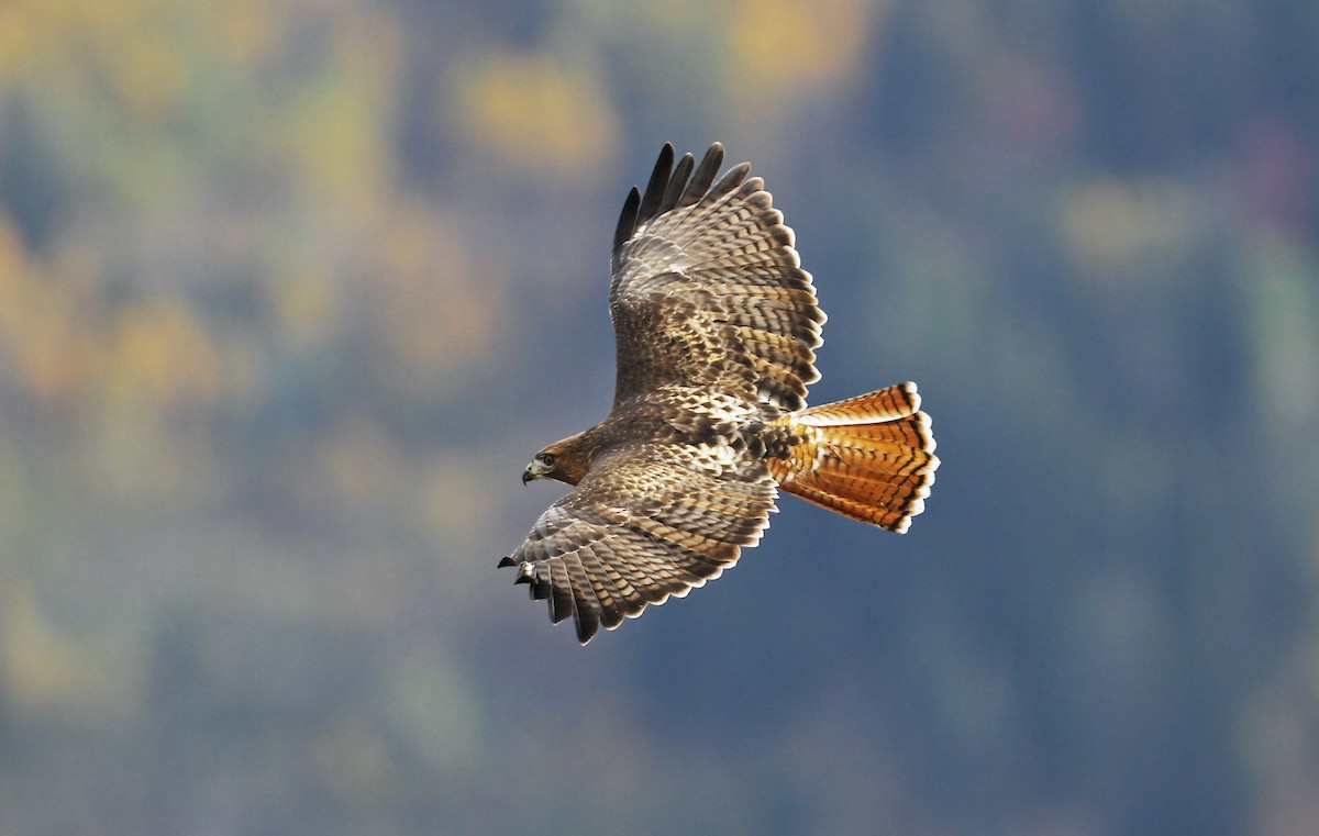 Red-tailed Hawk (calurus/alascensis) - Jerry Liguori