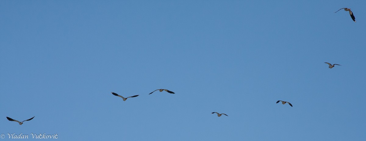 Northern Lapwing - ML23752881