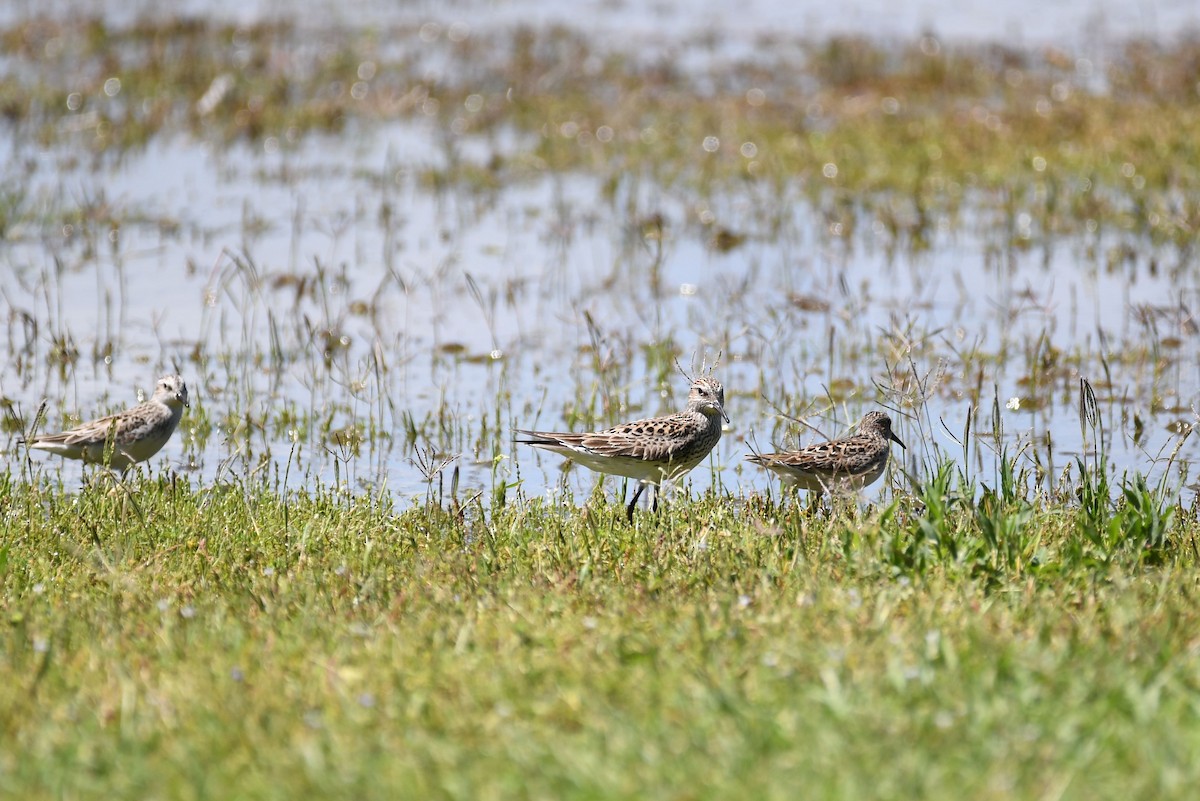 White-rumped Sandpiper - Matt Spangler