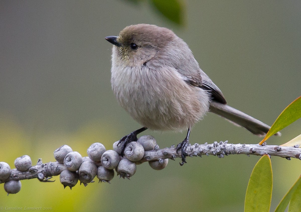 Bushtit - ML23752941