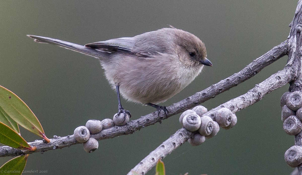 Bushtit - Caroline Lambert
