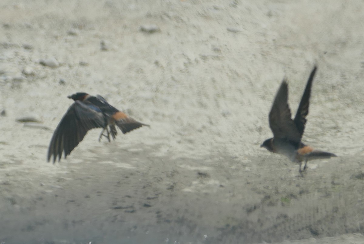 Cliff Swallow - ML237529681